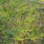 Asparagus officinalis Leaf