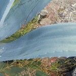 Agave tequilana Leaf
