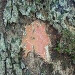 Cunonia austrocaledonica 树皮