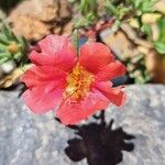 Portulaca pilosa 花