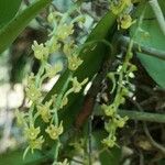 Rhipidoglossum ochyrae 花