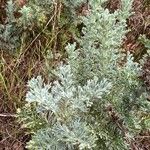 Artemisia maritima Leaf