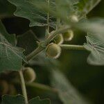 Solanum nudum Fruit