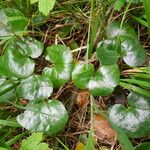 Asarum europaeum 葉