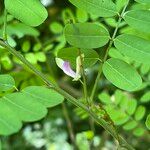 Indigofera galegoides Yaprak