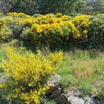 Cytisus oromediterraneus फूल