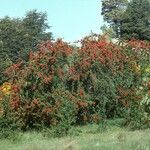 Embothrium coccineum Hábito