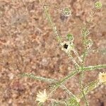 Spergula arvensis Flower