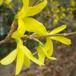 Forsythia x intermedia