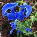 Salvia patens Kwiat