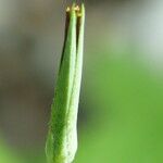 Tragopogon crocifolius Kvet