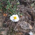 Helianthemum violaceum 花