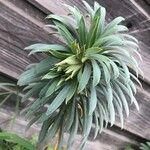 Euphorbia characias Žiedas