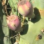 Opuntia stricta (Haw.) Haw.Fruit