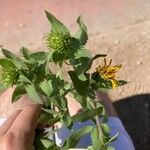 Grindelia hirsutula 葉