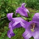 Campanula barbataFlor