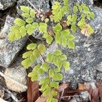 Adiantum raddianum