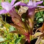 Gentianella germanica Hoja