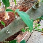 Brugmansia suaveolens Escorça