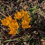 Crocus chrysanthus Hábito