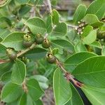 Psidium cattleyanum 果實