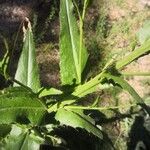 Cirsium monspessulanum Rusca