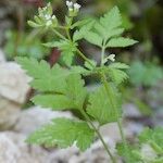 Chaerophyllum nodosum Arall