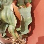 Welwitschia mirabilis Feuille