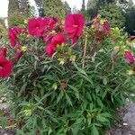 Hibiscus grandiflorus Alkat (teljes növény)