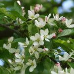 Malus toringo Blüte