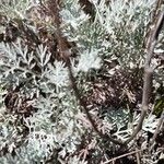 Artemisia santonicum Feuille