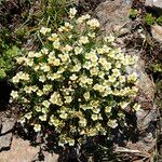 Saxifraga muscoides Fula