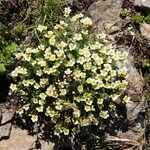 Saxifraga muscoides Bloem