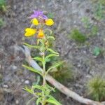 Melampyrum catalaunicum List