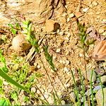 Poa badensis Hábito