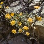 Wyethia angustifolia Habit