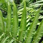Thelypteris bergiana Φύλλο