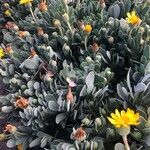 Hertia cheirifolia List