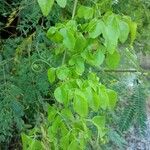 Cardiospermum grandiflorum Feuille