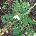 Solanum sisymbriifolium Leaf