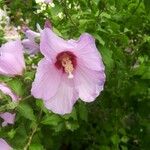 Hibiscus syriacusЦвят