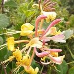 Lonicera etrusca Květ