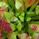 Sarracenia purpurea 葉