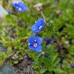 Veronica fruticans Fleur