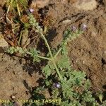 Verbena supina Outro