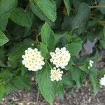 Lantana canescens Flower