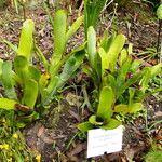 Aechmea distichantha Leaf