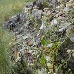 Pseudognaphalium undulatum Vivejo