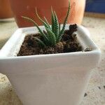 Haworthia attenuata পাতা