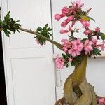 Adenium obesum Elinympäristö